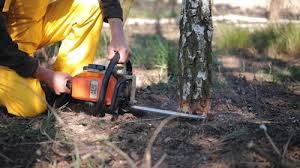 How Our Tree Care Process Works  in  Clear Lake, WI